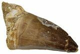 Large, Fossil Mosasaur (Prognathodon) Tooth - Morocco #261878-1